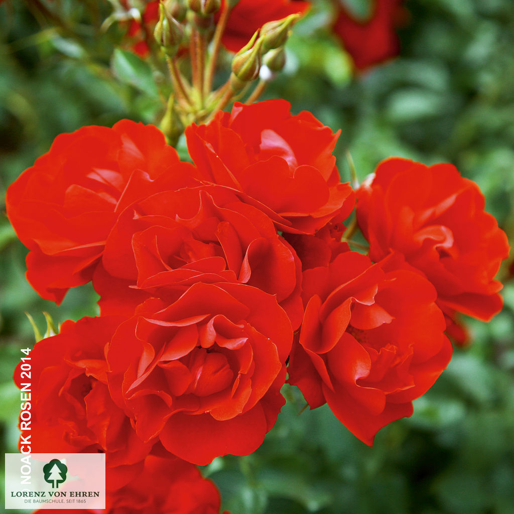 Rosa 'Resonanz'