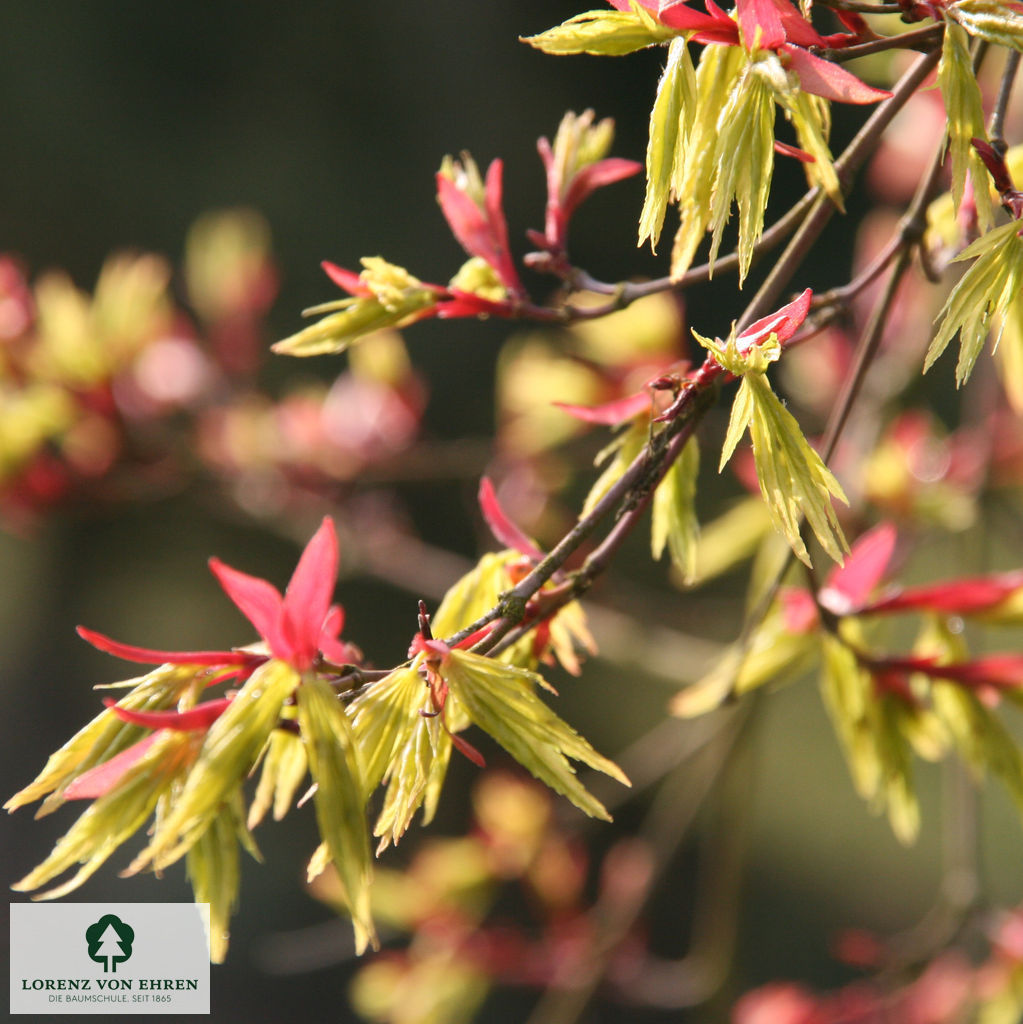 Acer palmatum