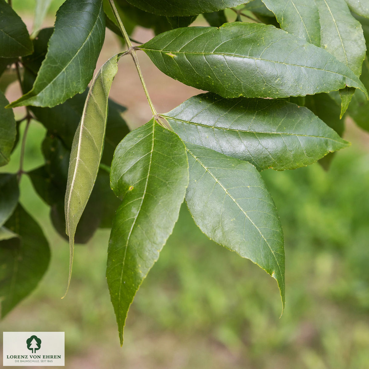 Fraxinus pennsylvanica 'Zundert'