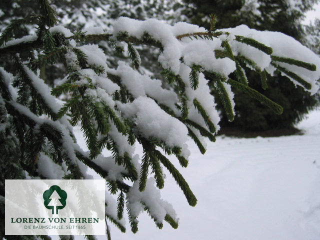 Picea orientalis