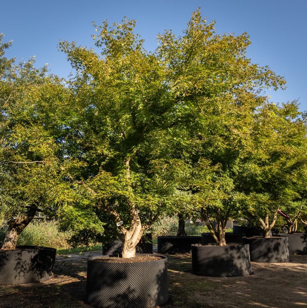 Acer palmatum VJ
