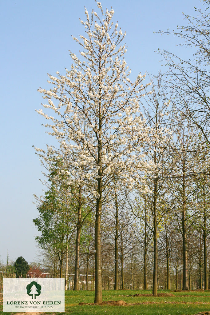 Prunus avium