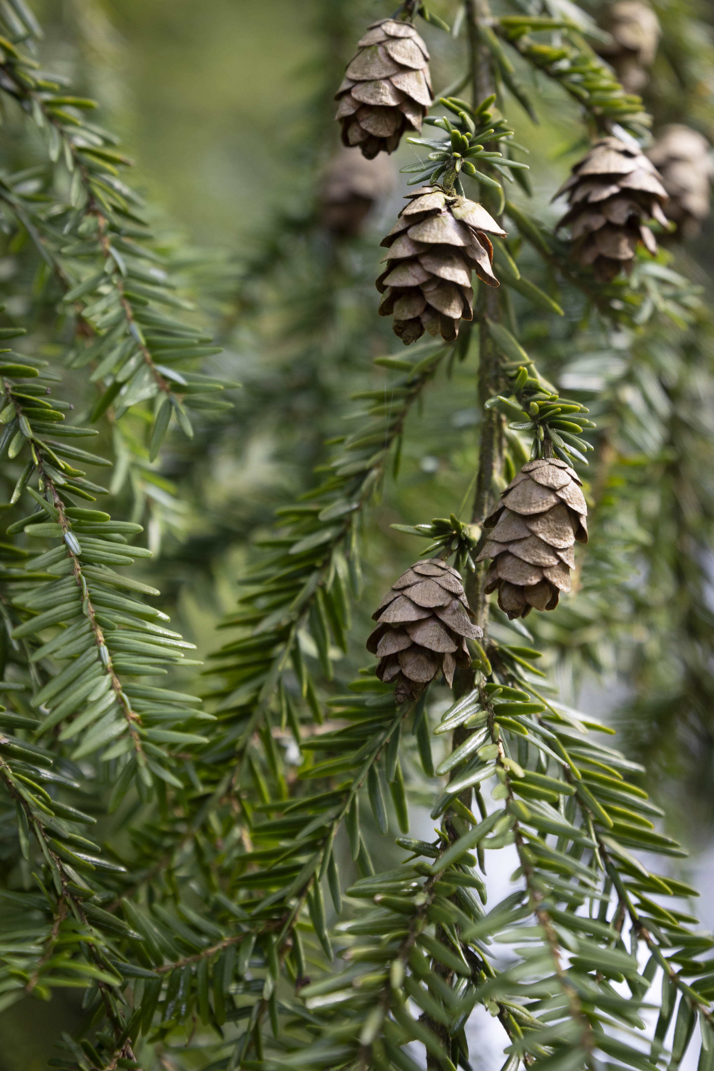 Tsuga canadensis Unikat