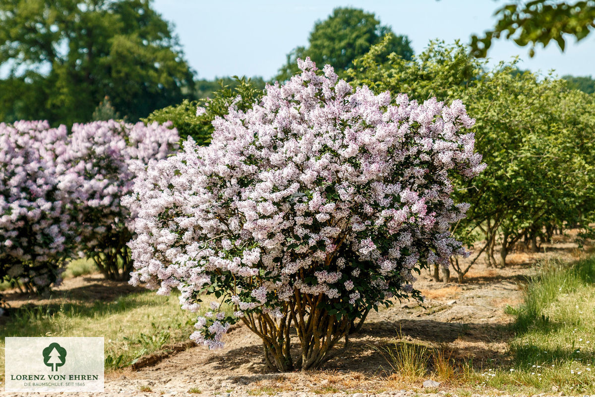 Syringa patula 'Miss Kim'