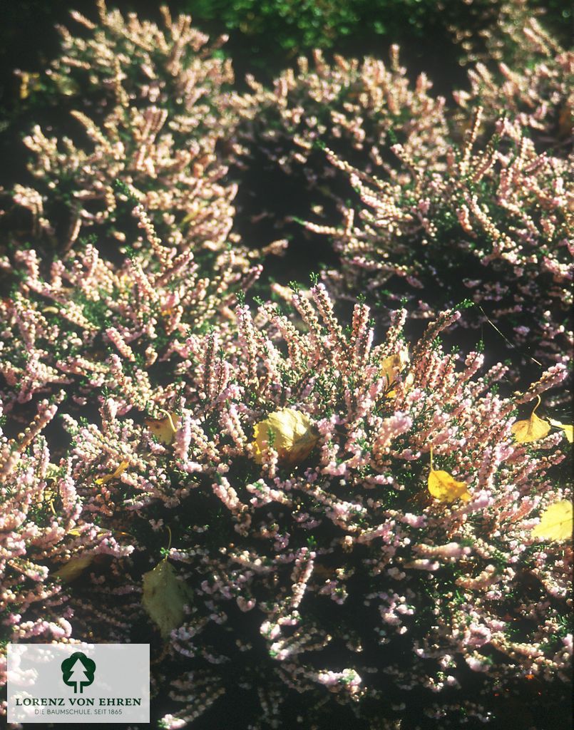 Calluna vulgaris 'County Wicklow'