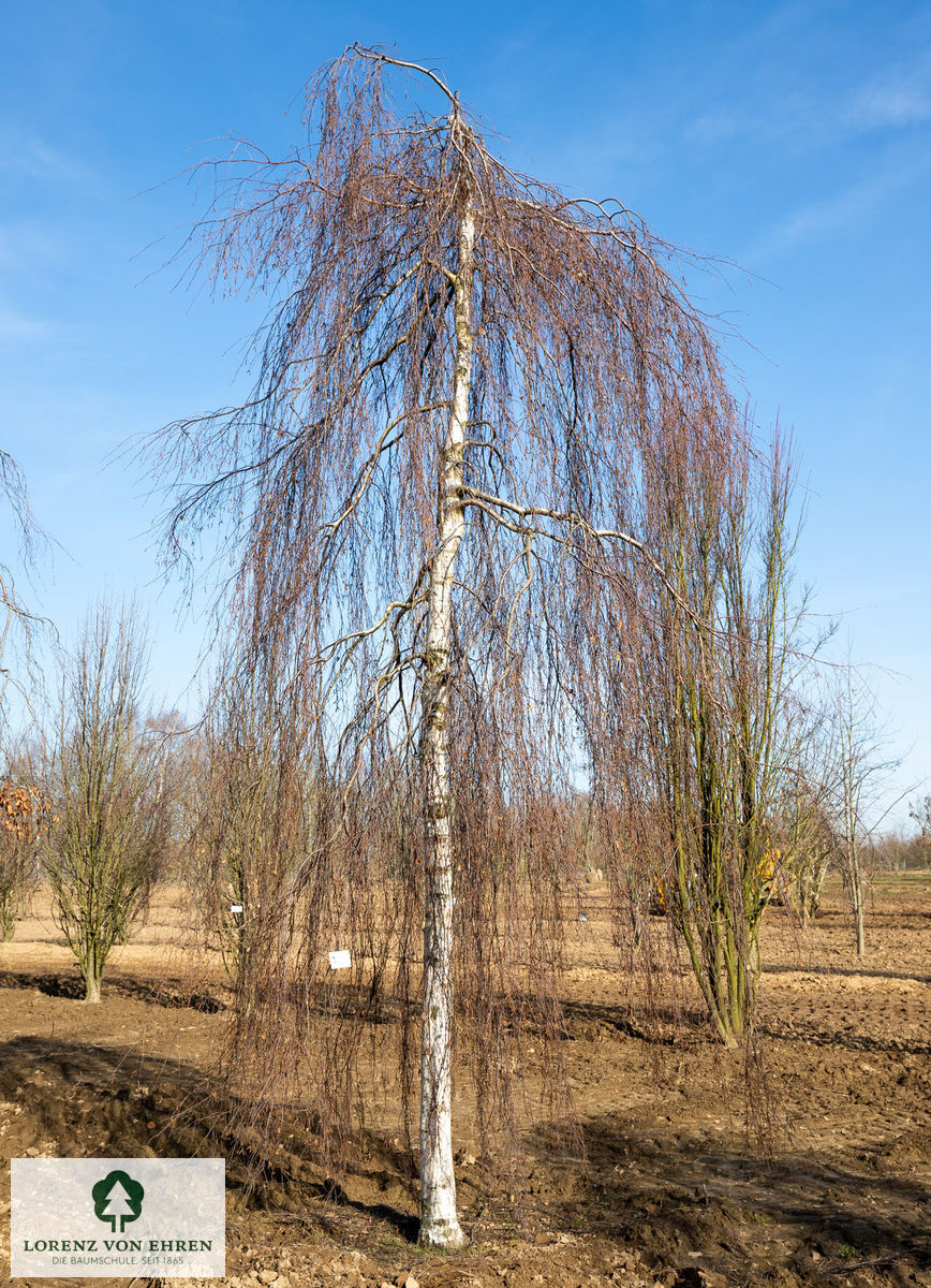 Betula pendula 'Youngii'