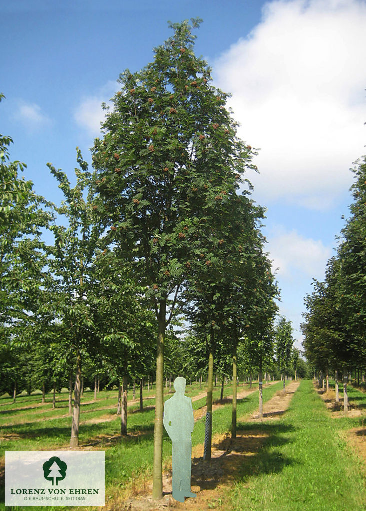 Sorbus aucuparia 'Sheerwater Seedling'