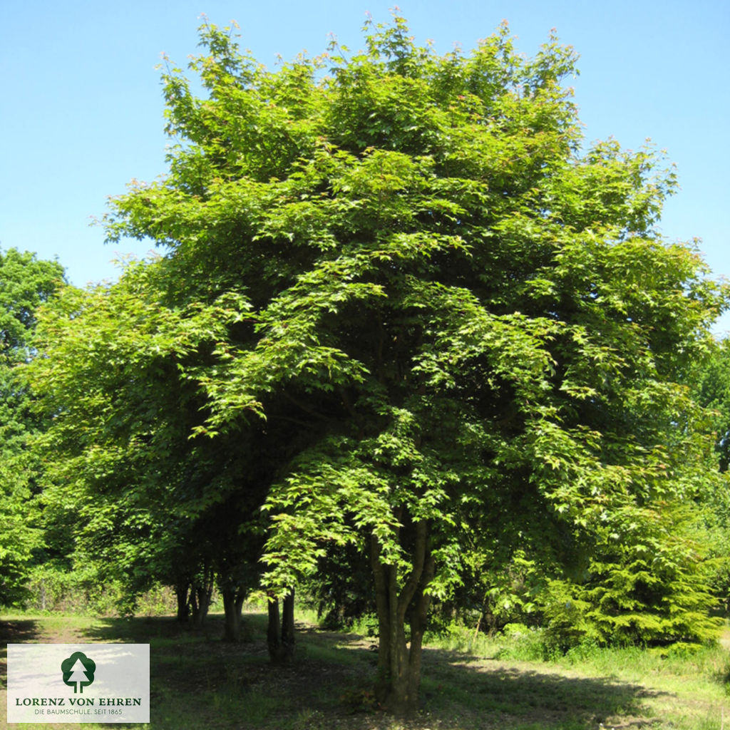 Acer neglectum 'Annae'