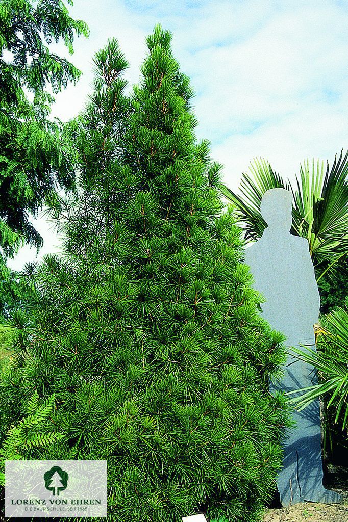 Sciadopitys verticillata