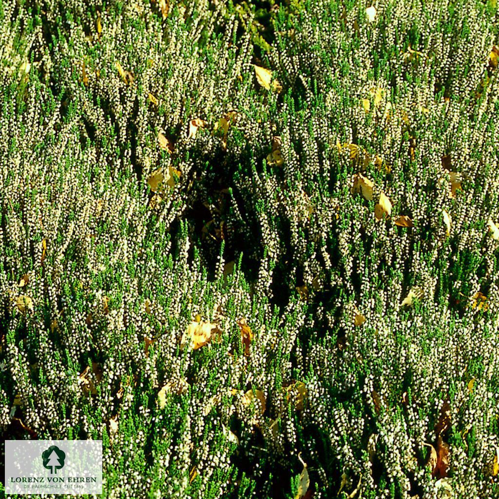 Calluna vulgaris 'Mair's Variety'