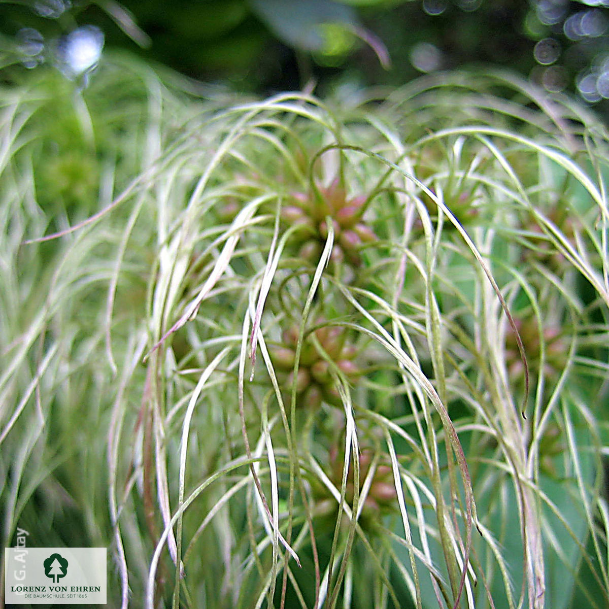 Clematis vitalba