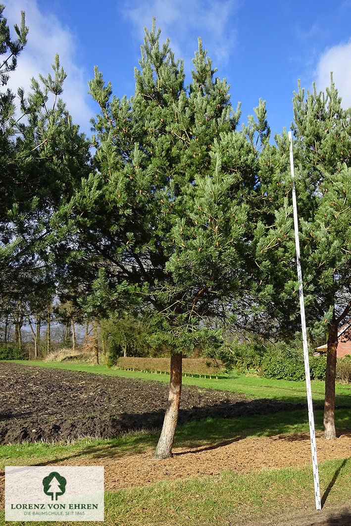 Pinus sylvestris 'Glauca'