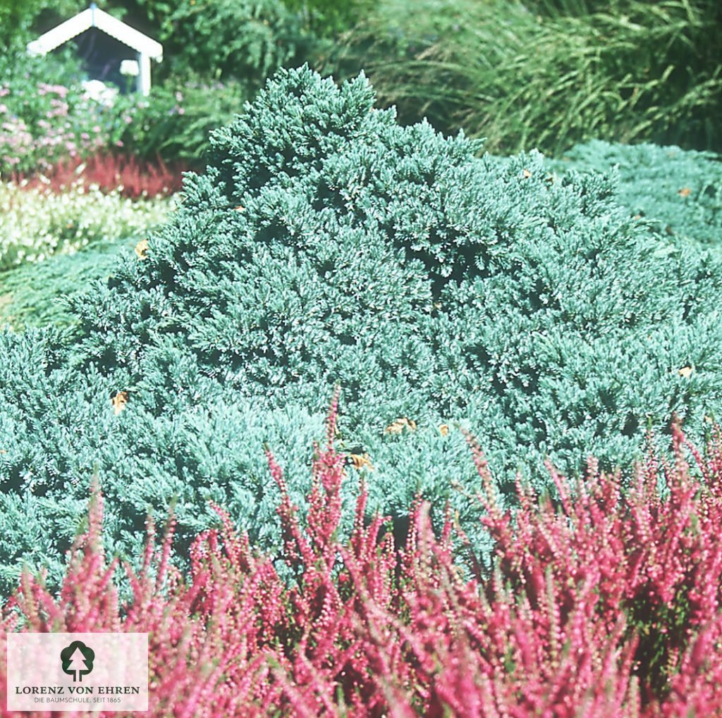 Juniperus squamata 'Blue Star'