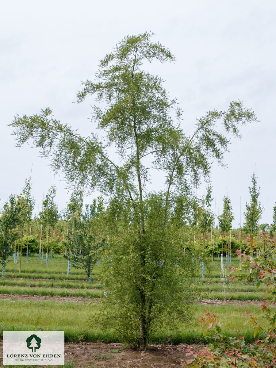 Alnus glutinosa 'Imperialis'