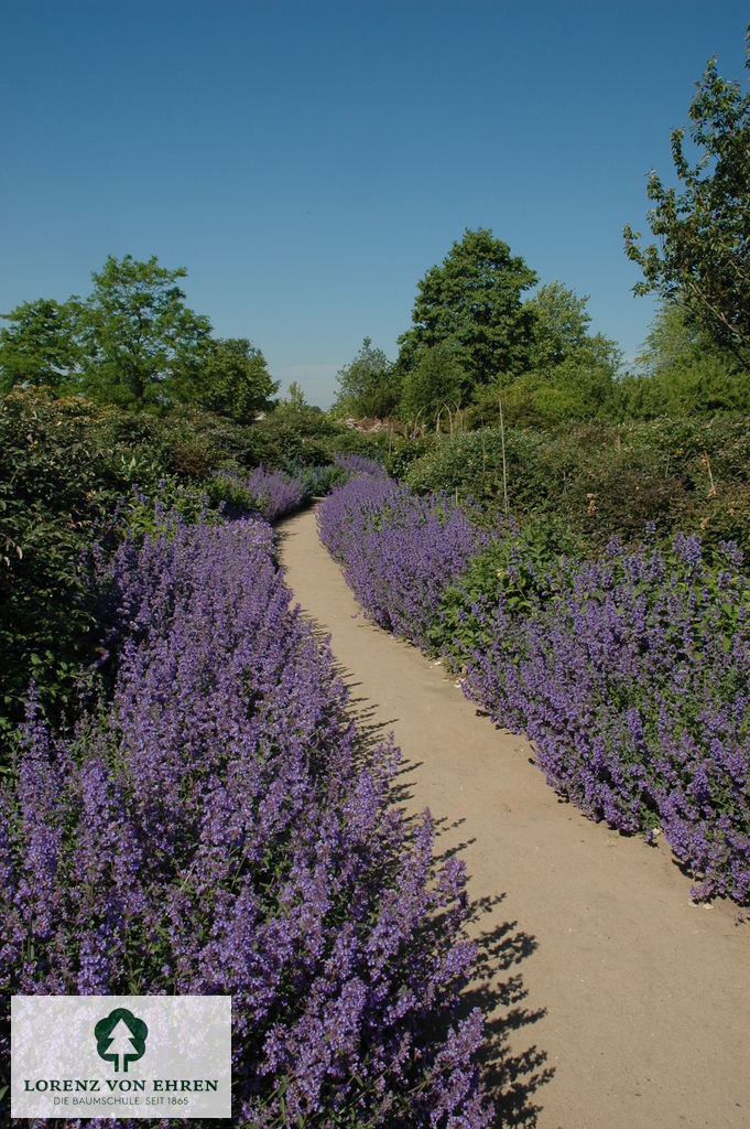 Nepeta faassenii 'Six Hills Giant'