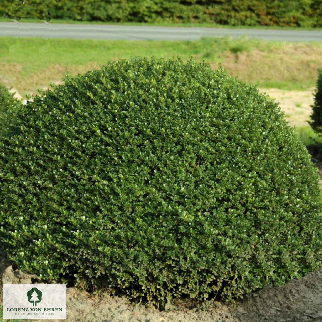 Ilex crenata 'Glorie Gem'