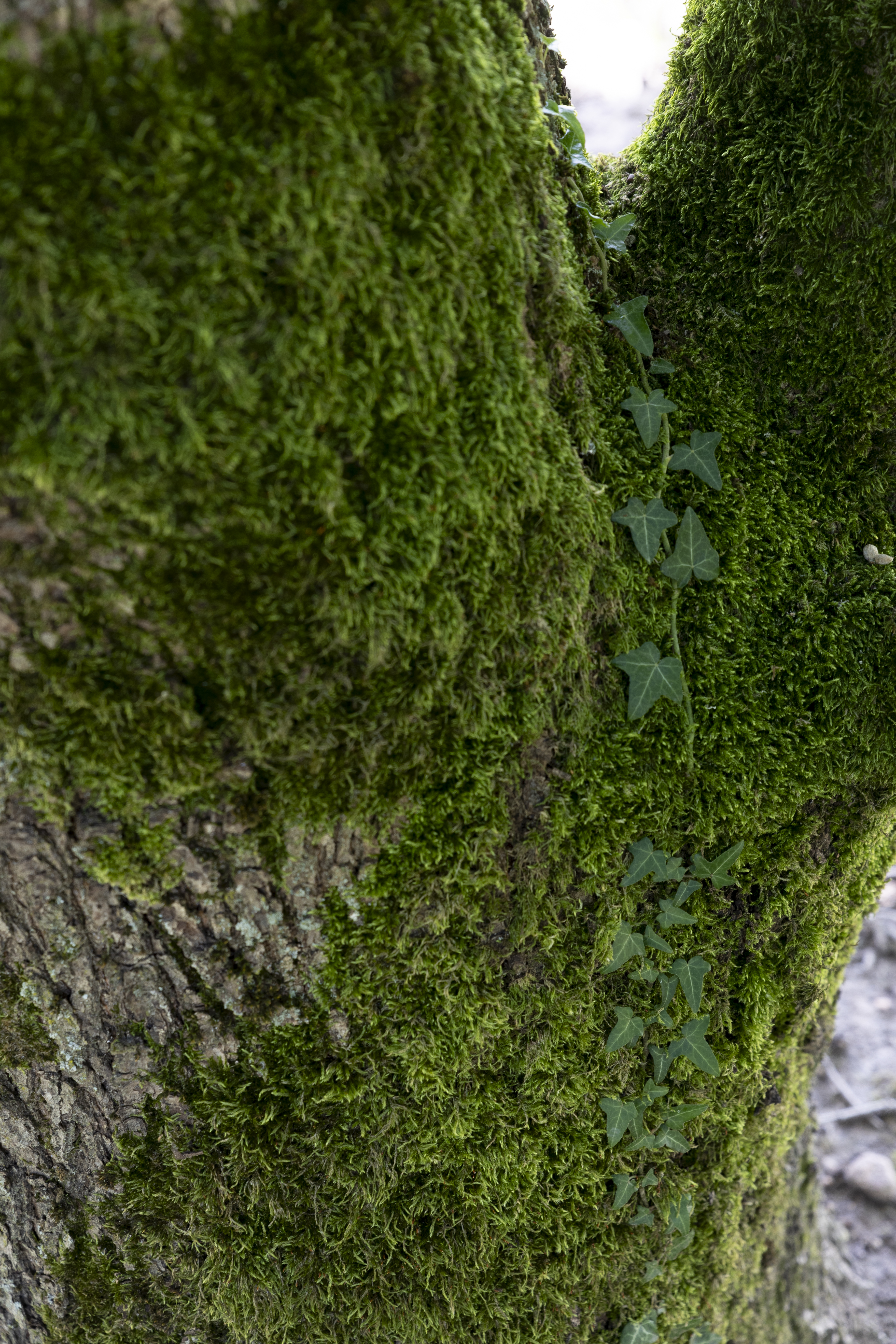 Quercus frainetto Unikat