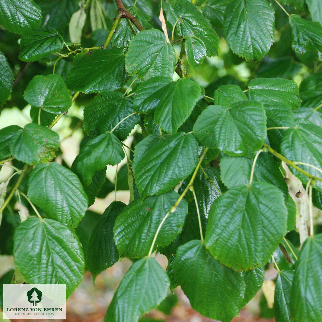 Tilia platyphyllos 'Aurea'