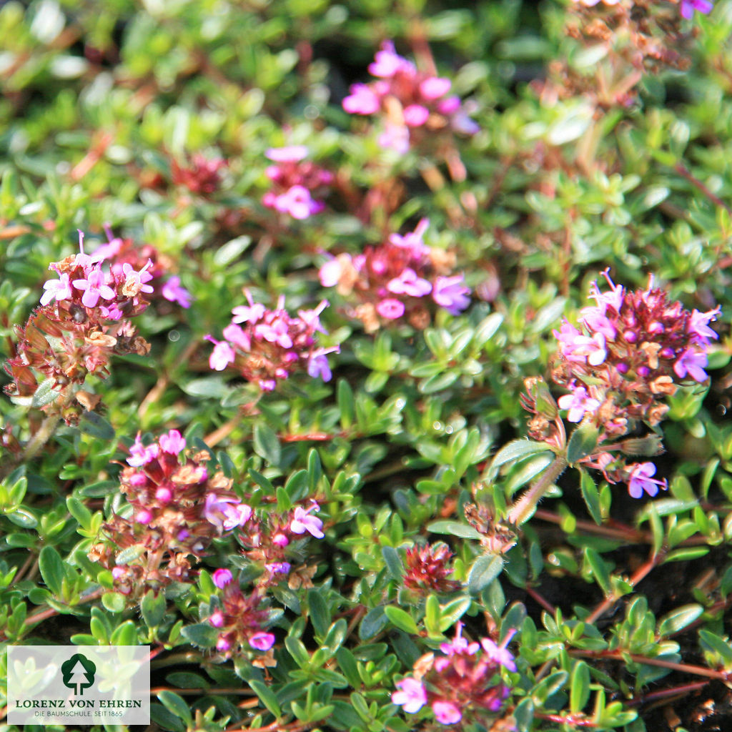 Thymus praecox 'Coccineus'