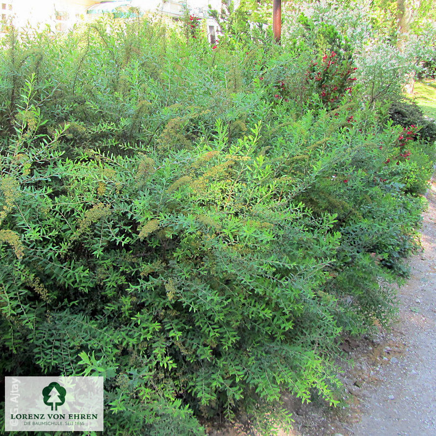 Spiraea cinerea 'Grefsheim'