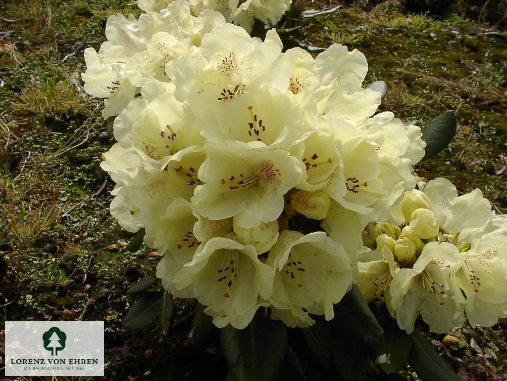 Rhododendron Hybride 'Goldkrone'
