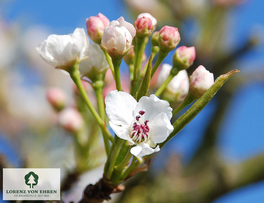 Pyrus calleryana 'Bradford'