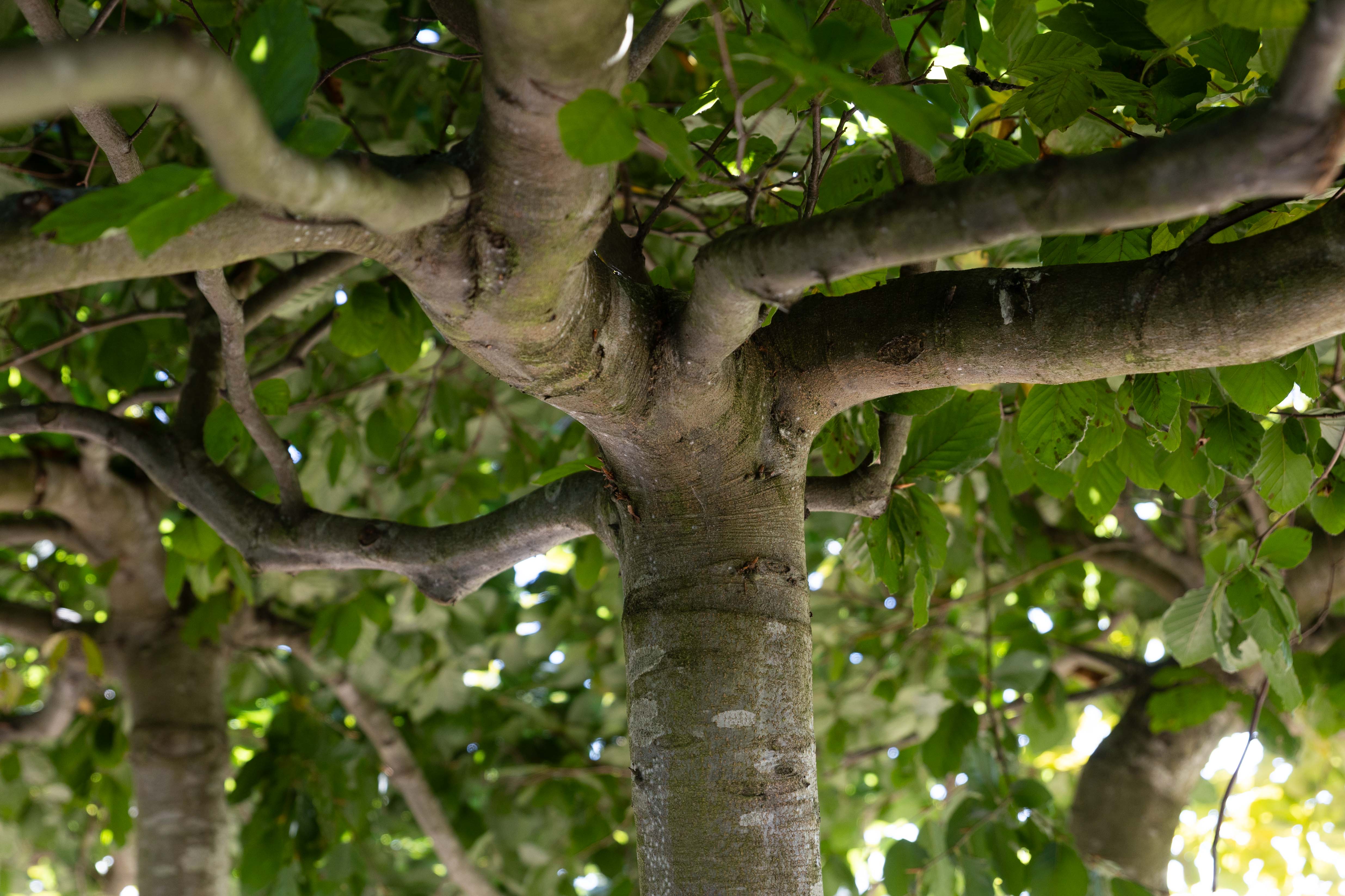 Fagus sylvatica 'Horizontalis' Unikat