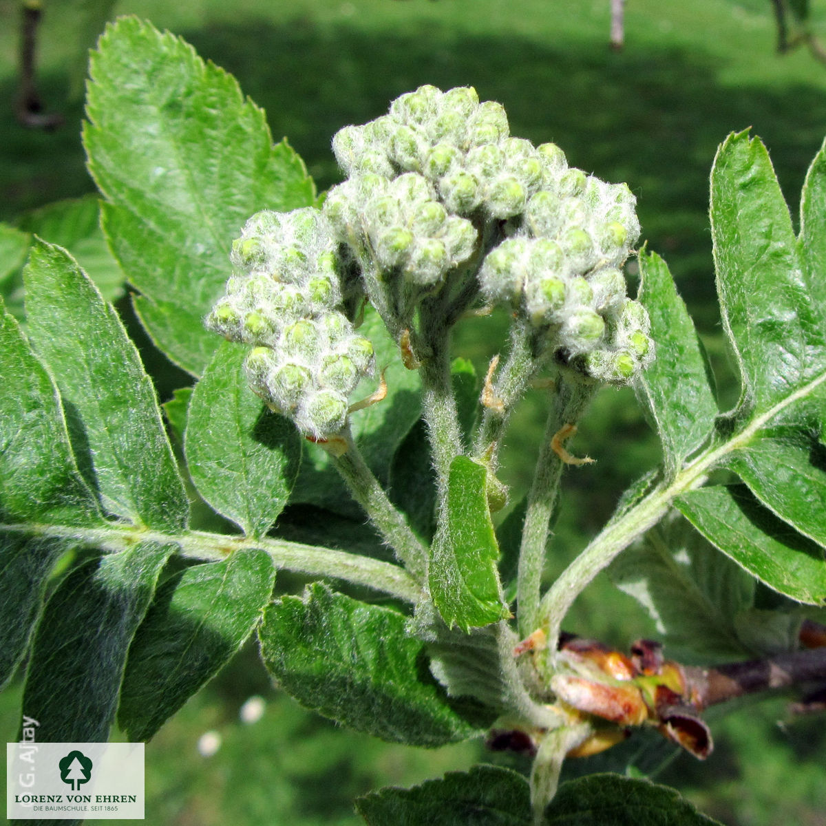 Sorbus thuringiaca 'Fastigiata'