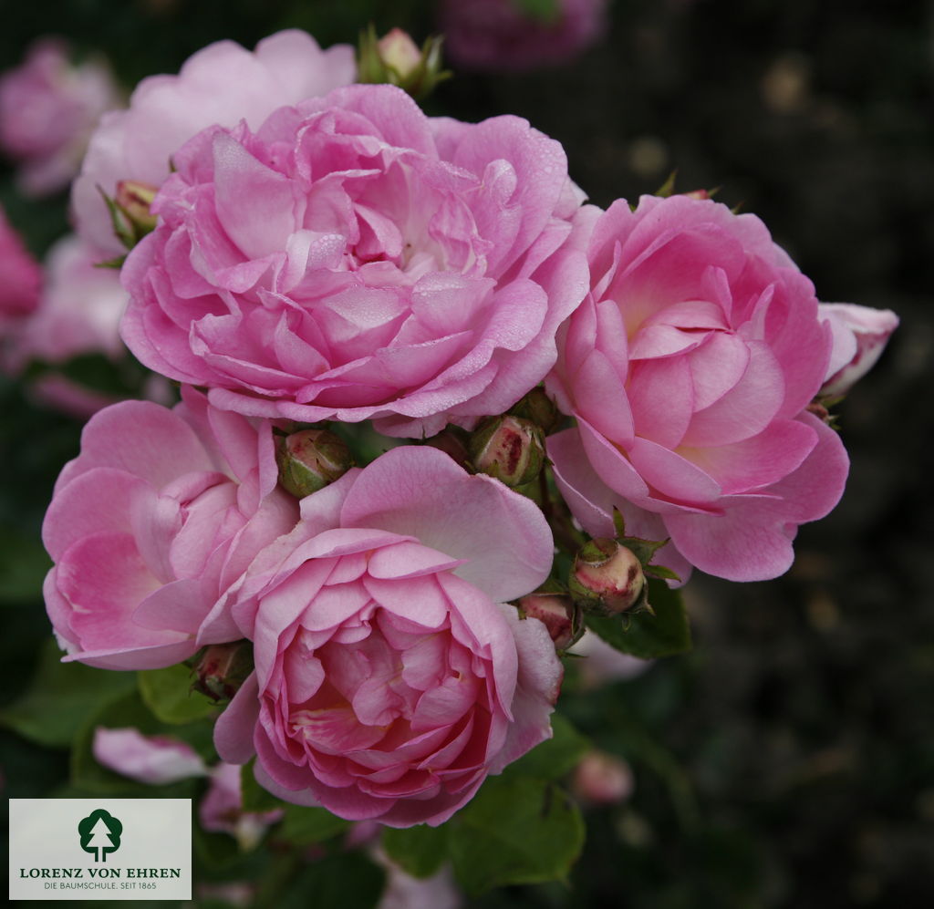 Rosa 'Jasmina'