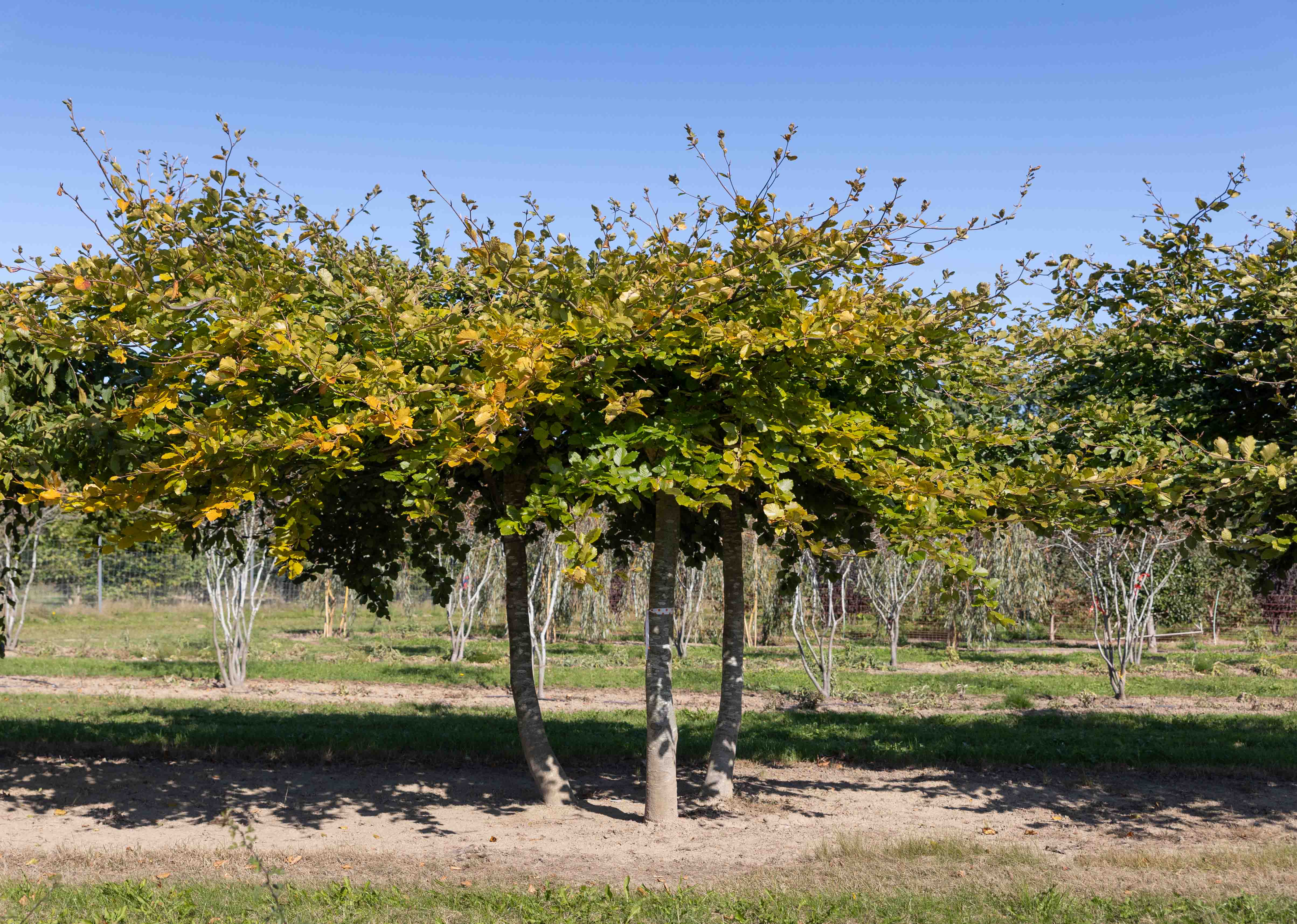 Fagus sylvatica 'Horizontalis' Unikat