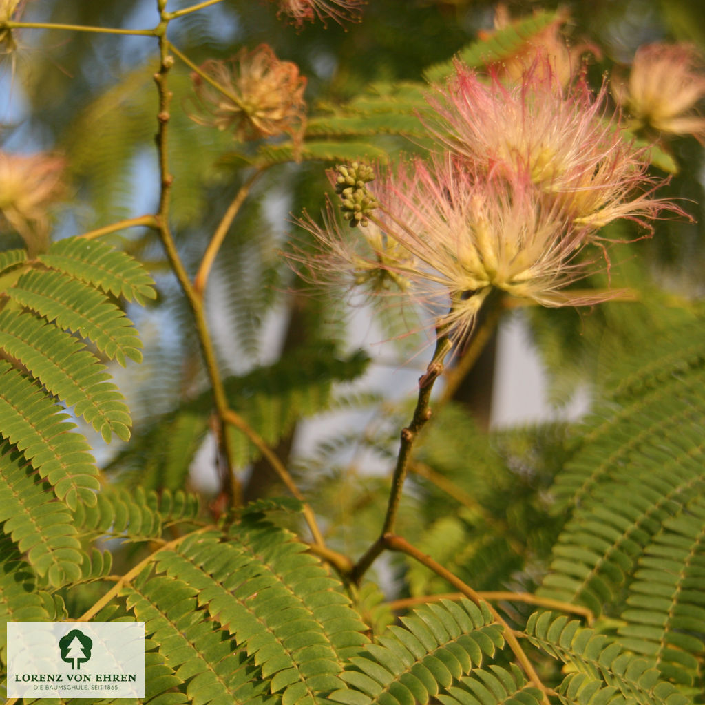 Albizia julibrissin