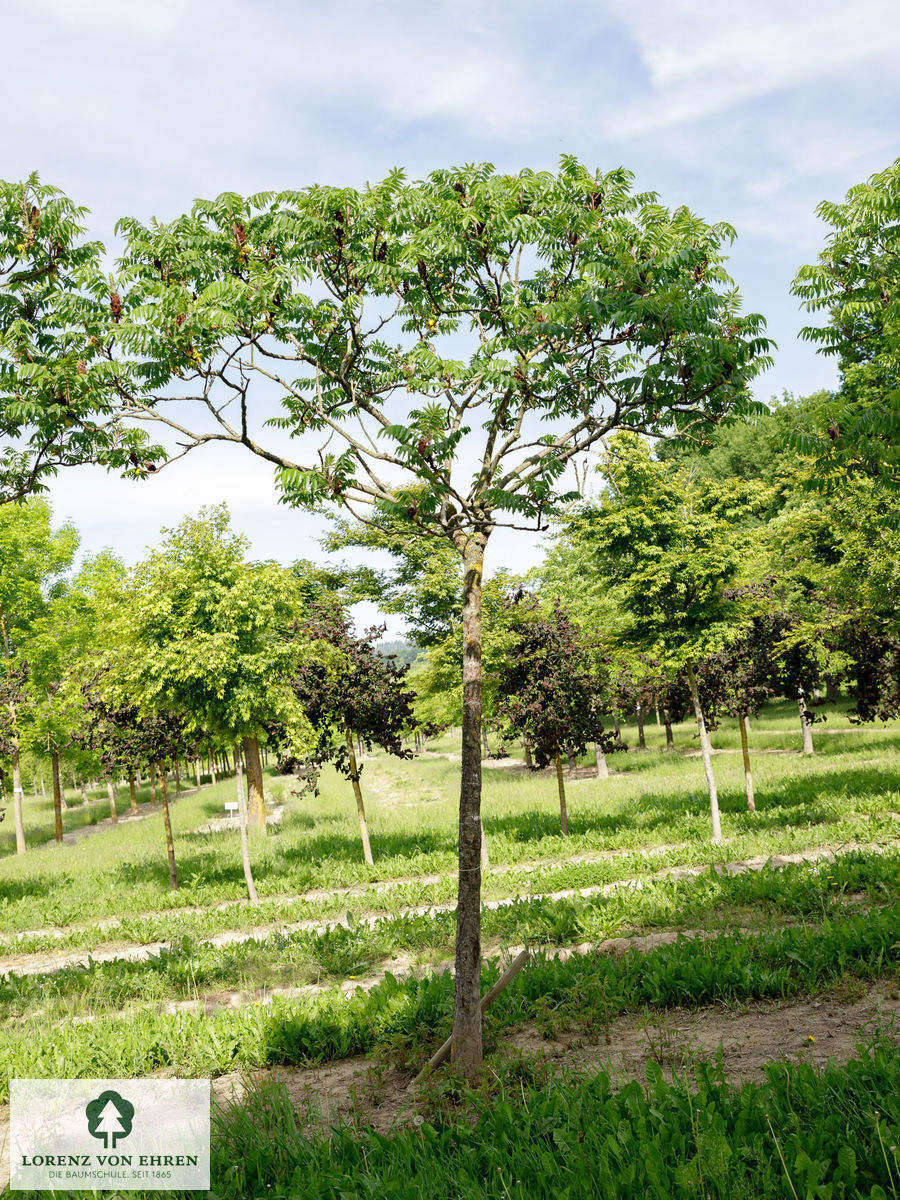 Rhus typhina