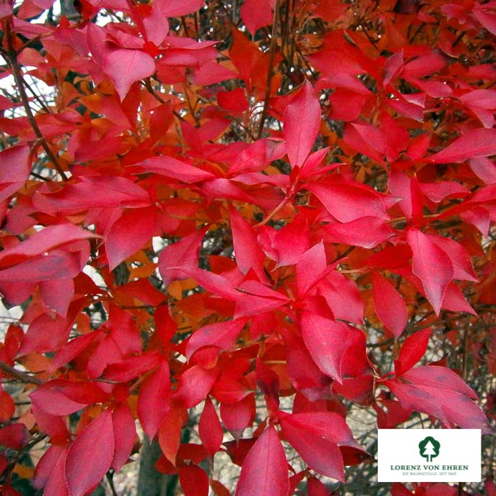 Enkianthus perulatus