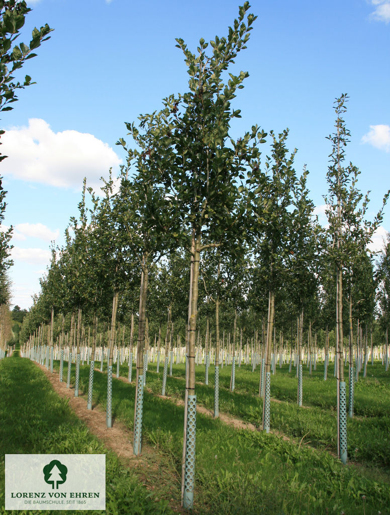 Crataegus lavallei 'Carrierei'