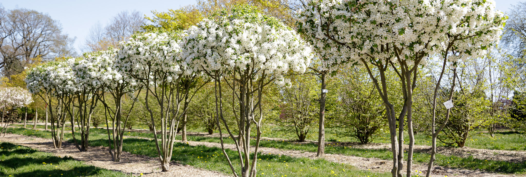 Malus baccata Schirm Weißblühende Schirme in einer Reihe