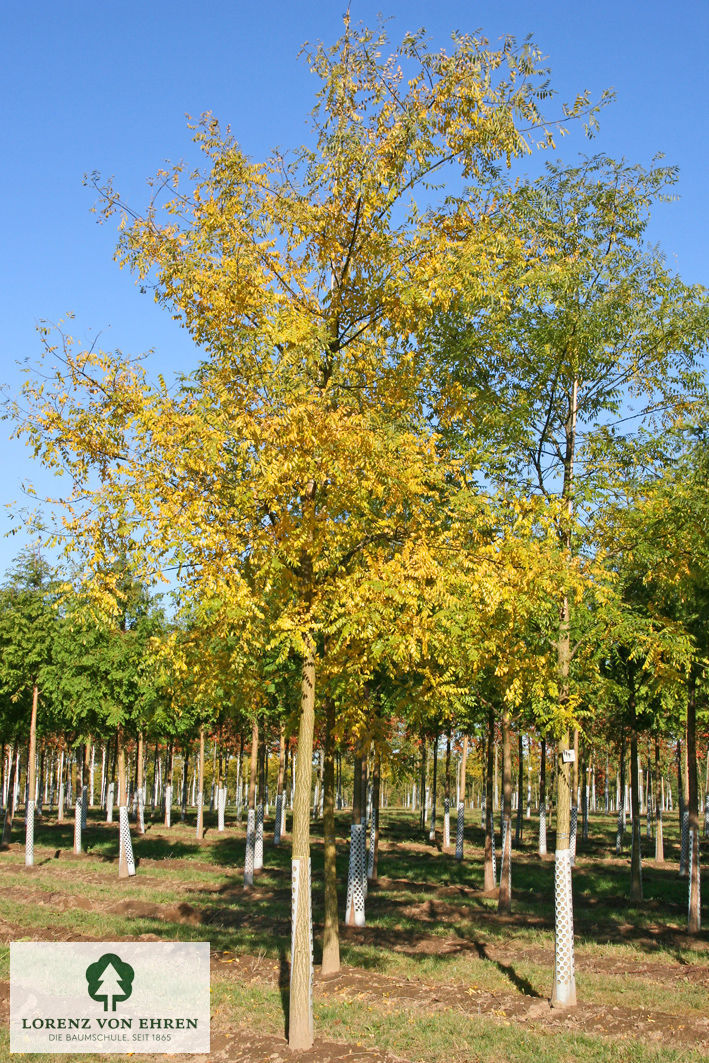 Sophora japonica 'Regent'