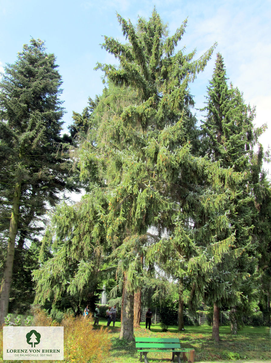 Picea sitchensis