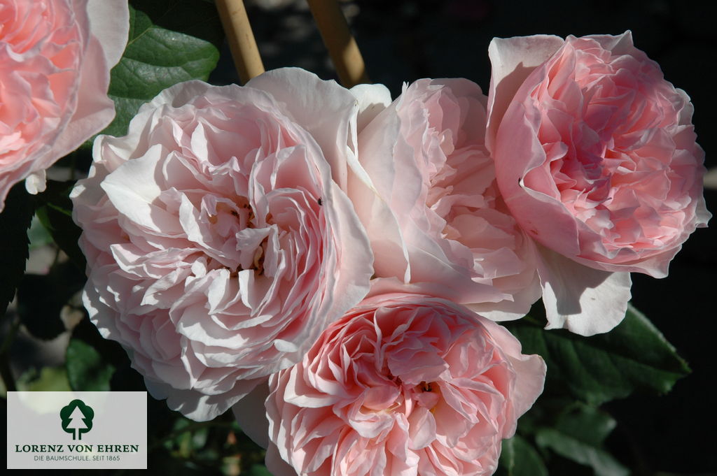 Rosa 'Heritage'