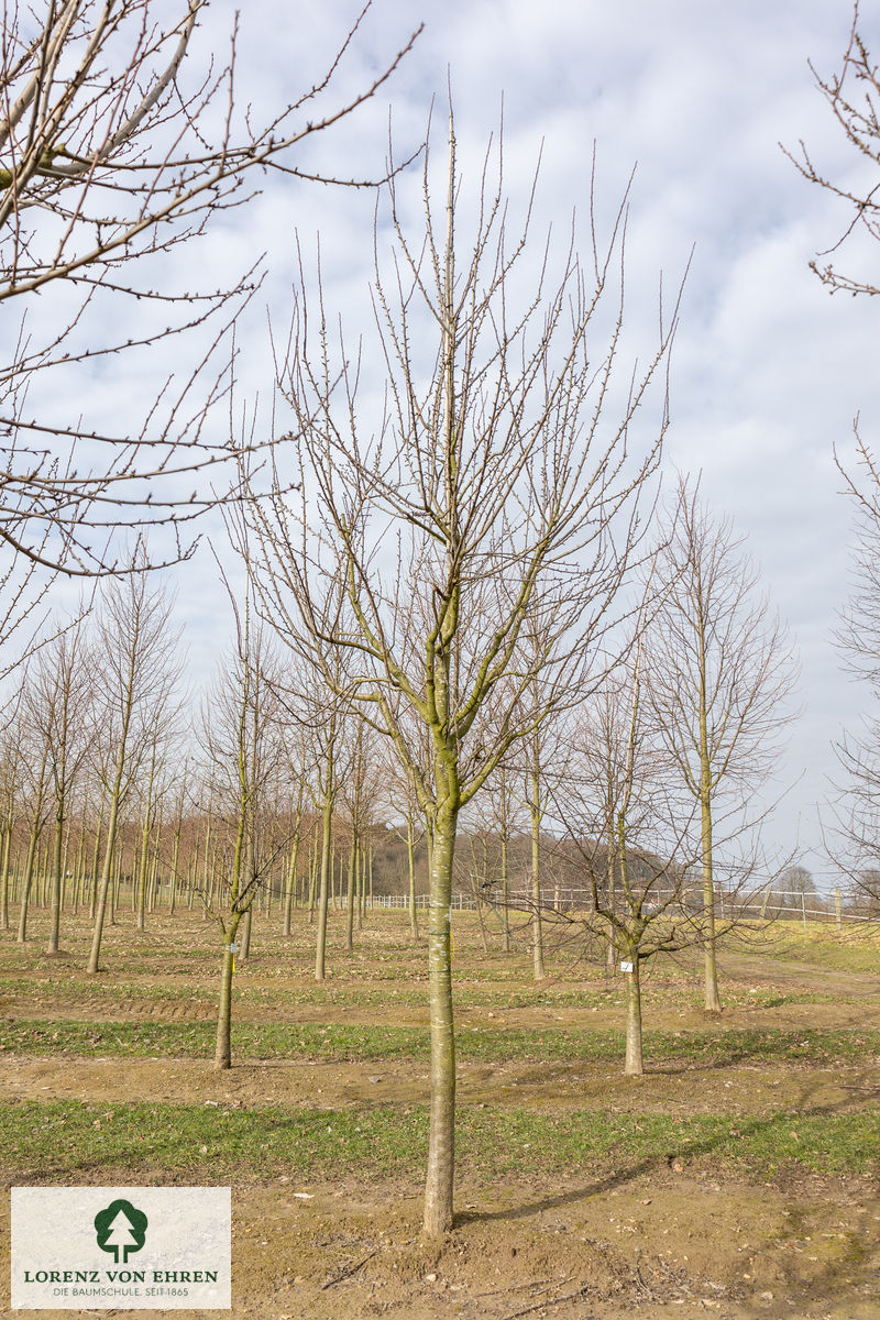 Prunus domestica 'Oullins Reneklode'