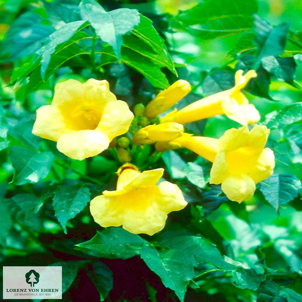 Campsis radicans 'Flava'