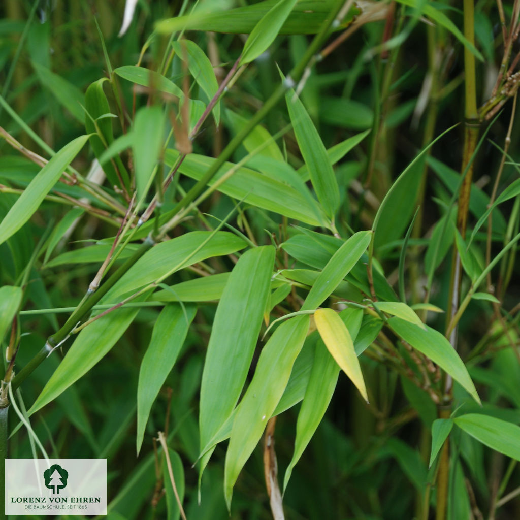 Phyllostachys nigra henonis