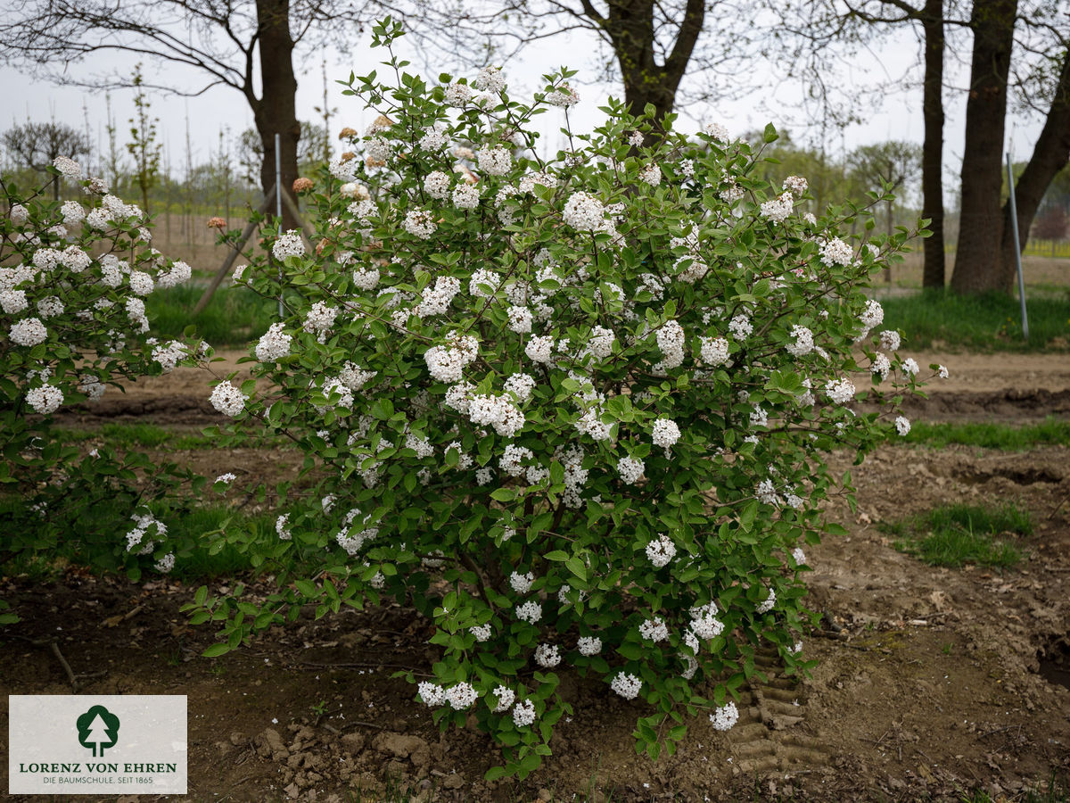 Viburnum carlesii