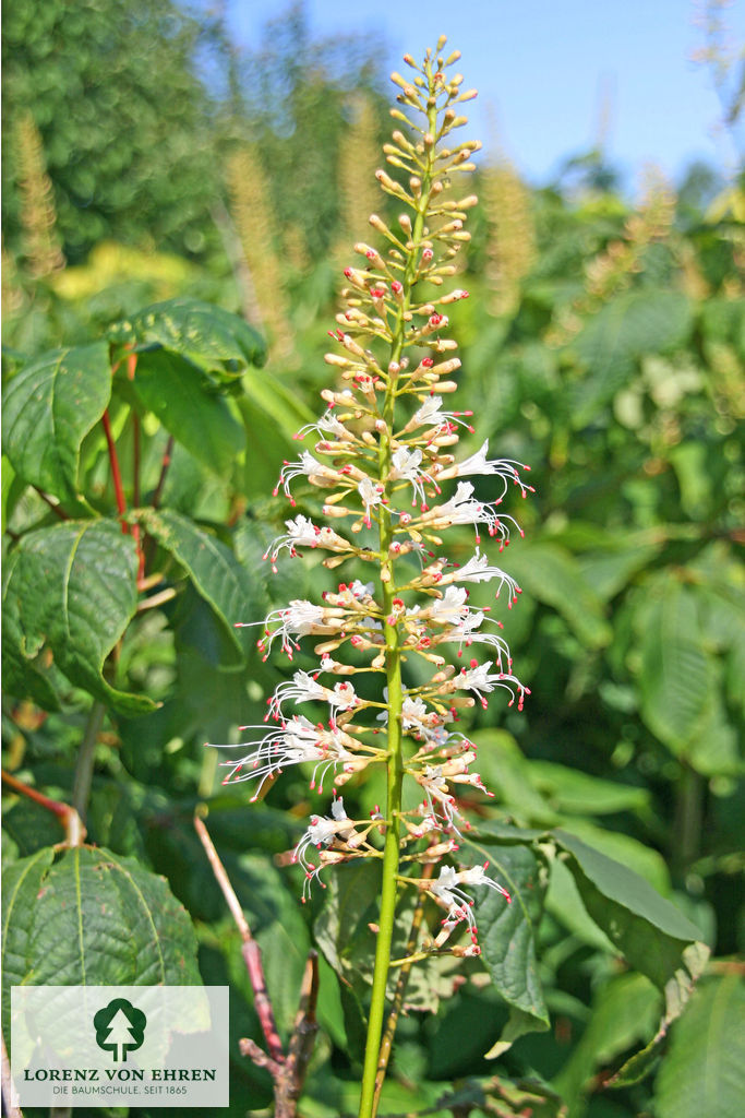 Aesculus parviflora