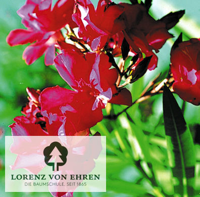 Nerium oleander 'Rot'