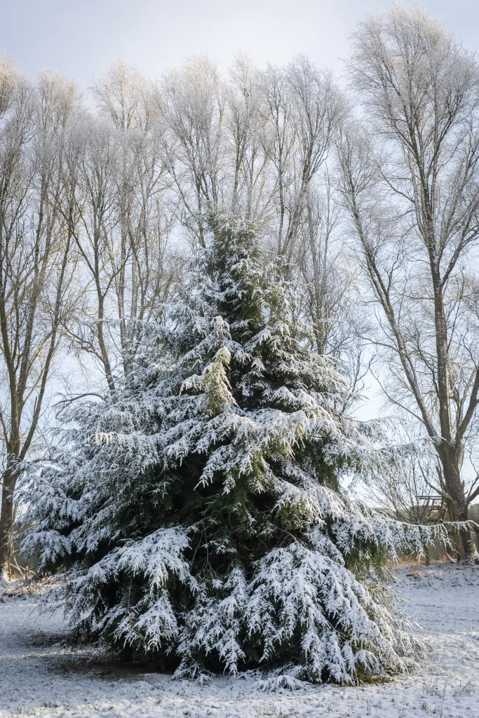 Tsuga canadensis im Winter