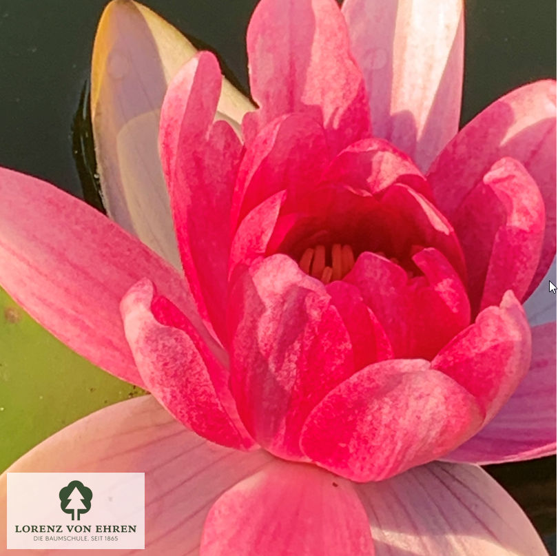 Nymphaea-Hybride 'James Brydon'