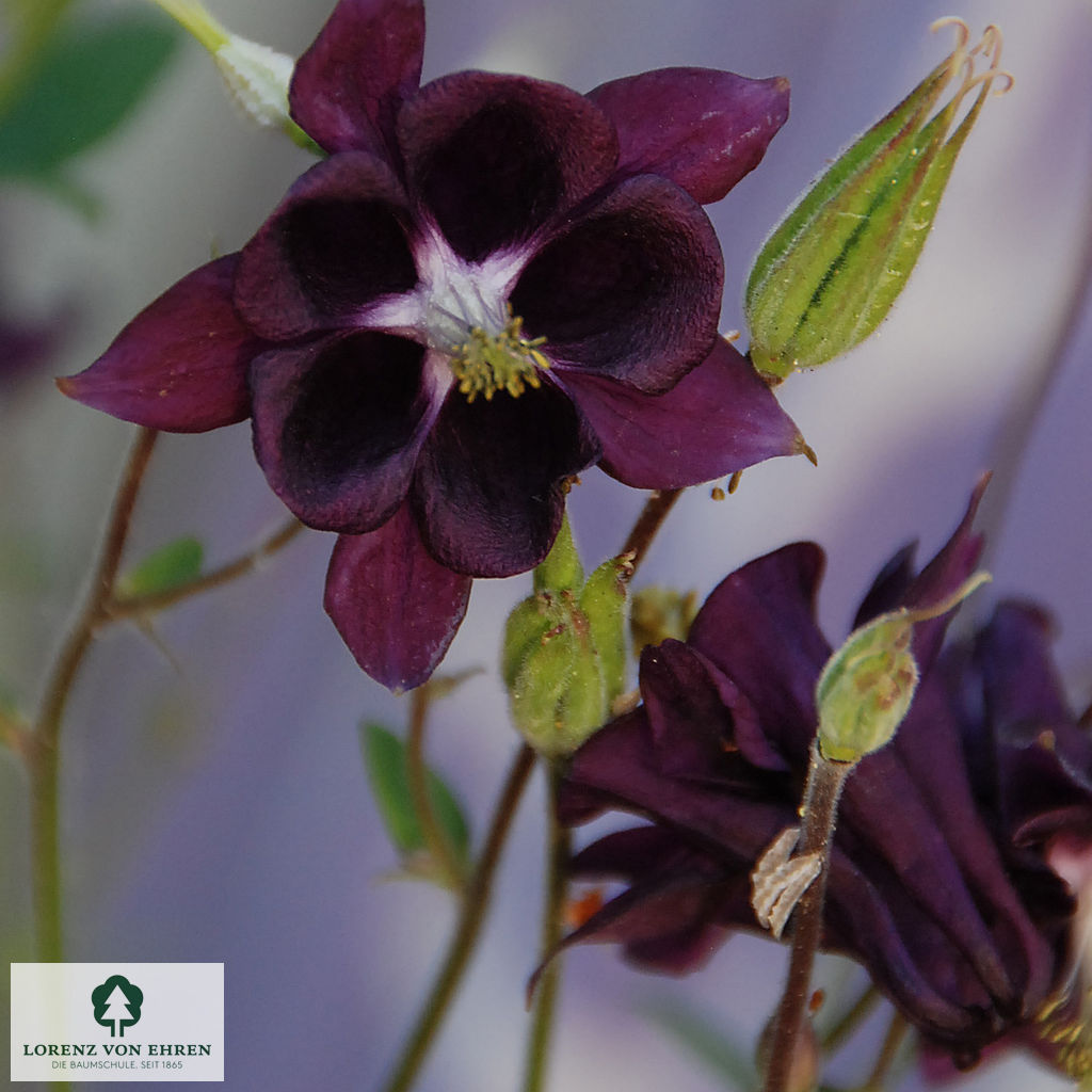 Aquilegia vulgaris