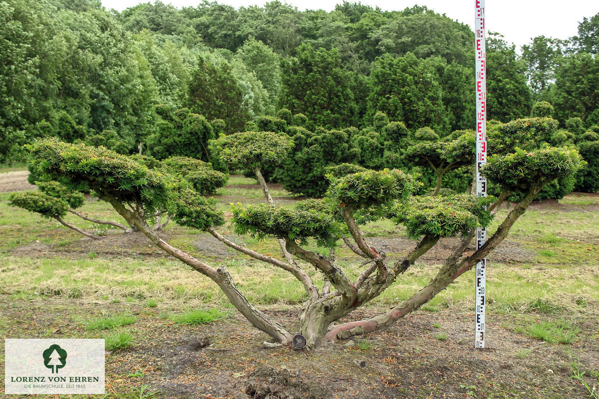 Taxus cuspidata nana