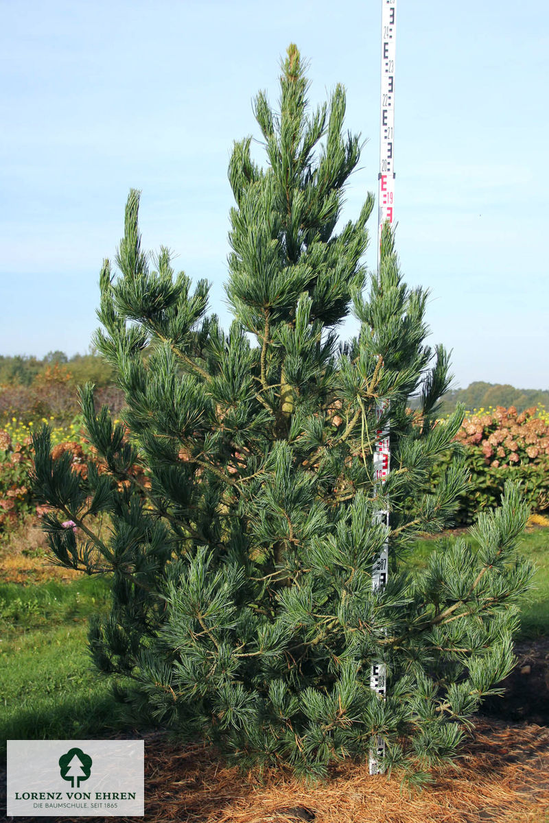 Pinus cembra