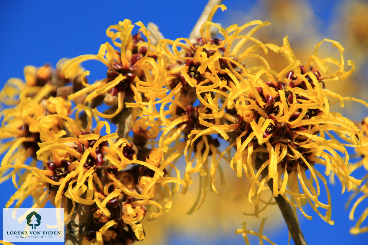 Hamamelis intermedia 'Pallida'